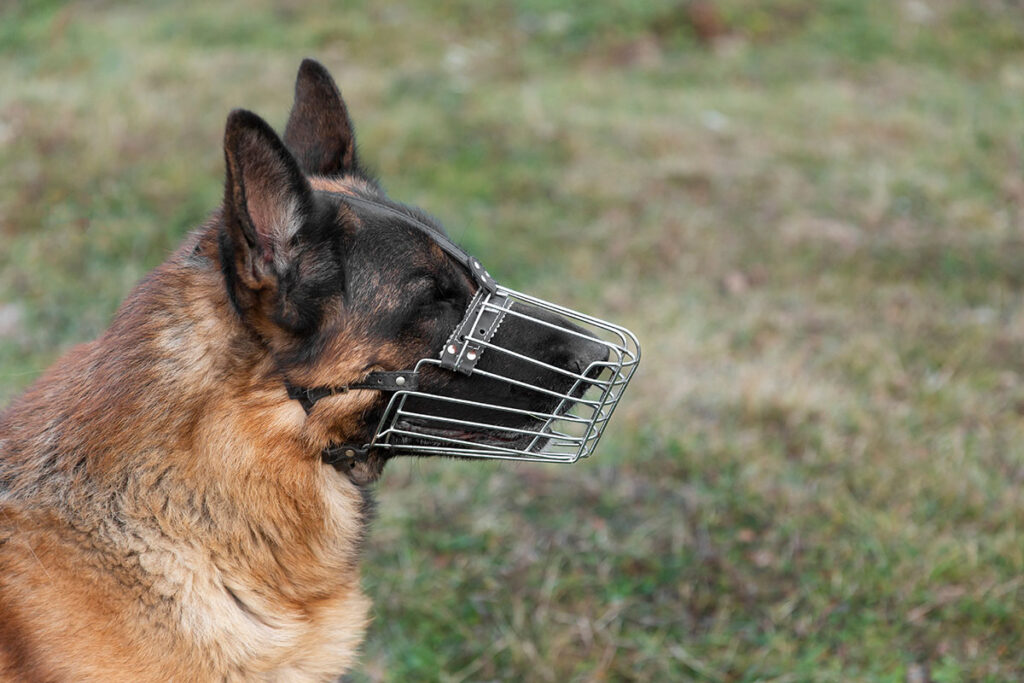 Câmara aprova obrigatoriedade de focinheira para cães acima de 20 quilos 1 Câmara aprova focinheira para cães acima de 20 quilos