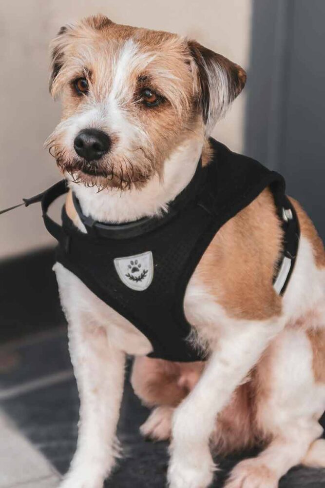 Como escolher a coleira do seu pet: veja opções e cuidados no passeio 2 Especial PET coleiras 2 pexels