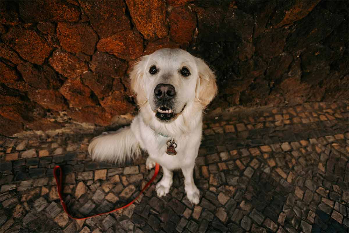 Como escolher a coleira do seu pet: veja opções e cuidados no passeio 1 Especial PET coleiras