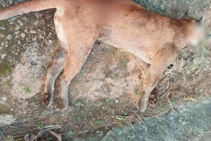 Onça-parda é encontrada morta com sinais de atropelamento na MG-482 1 Onca parda atropelada PMMAmb