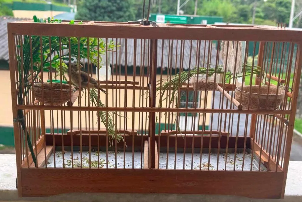 Pássaro com anilha cortada gera multa de mais de R$ 4 mil durante fiscalização em evento em Juiz de Fora