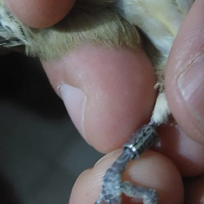 Pássaro com anilha cortada gera multa de mais de R$ 4 mil durante fiscalização em evento em Juiz de Fora