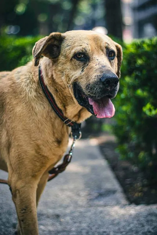 Cães de grande porte: 7 curiosidades sobre temperamento, cuidados e rotina 4 cachorro de grande porte 3 pexels