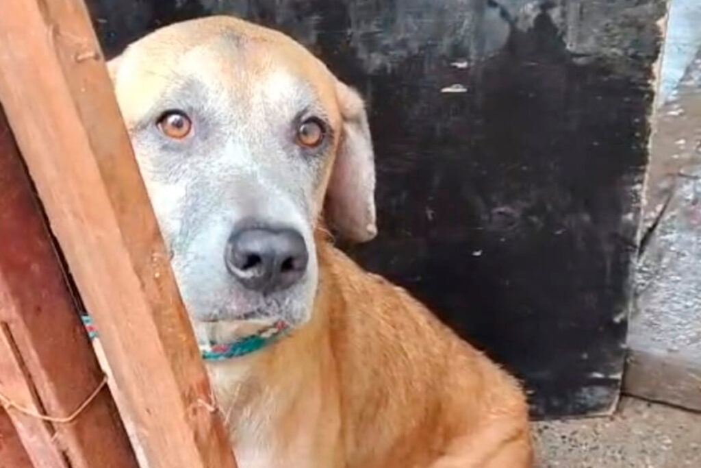 Crianças e cachorros são encontrados em situação de abandono e maus-tratos em Viçosa 1 cachorro destacada