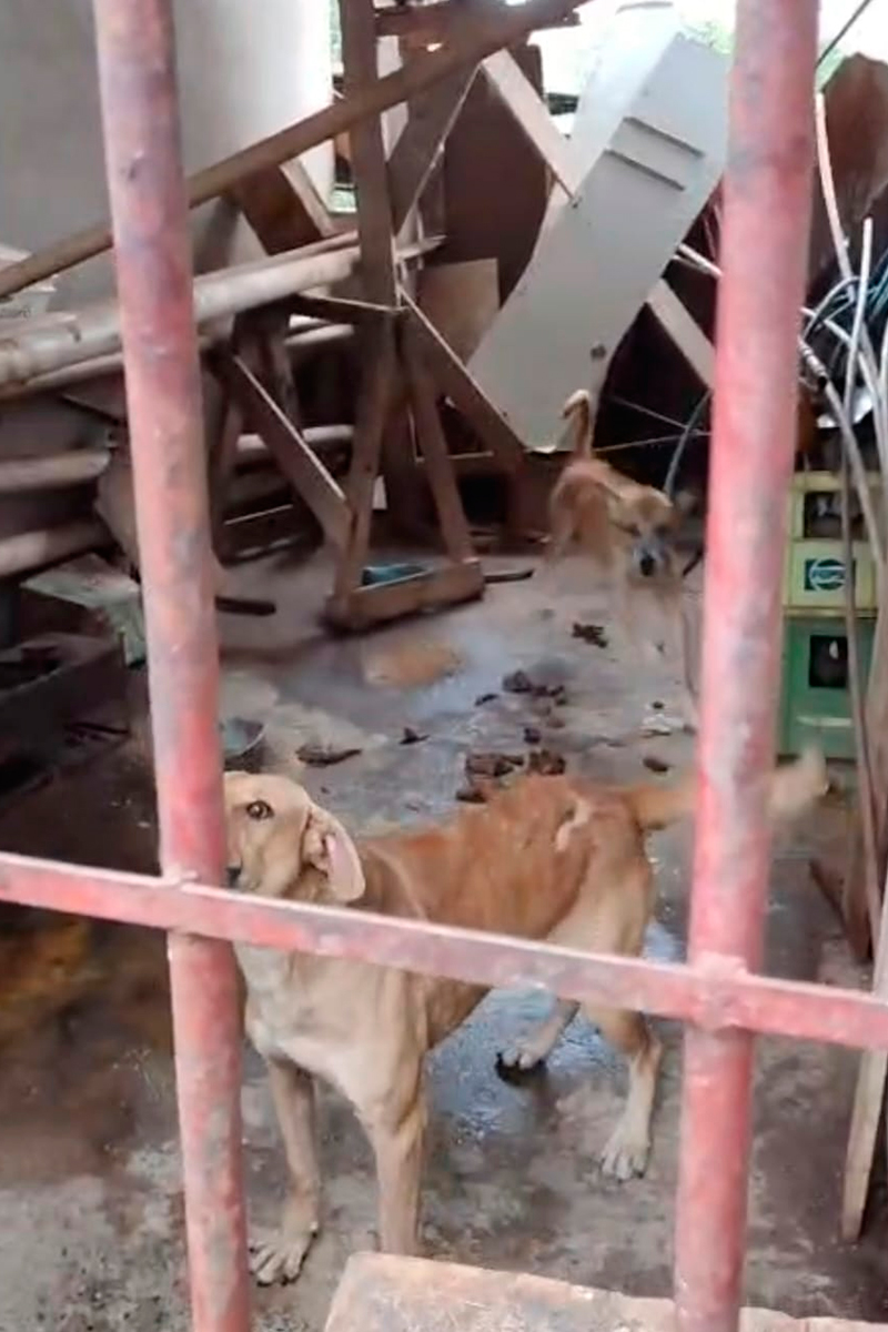 cachorro-maus-tratos