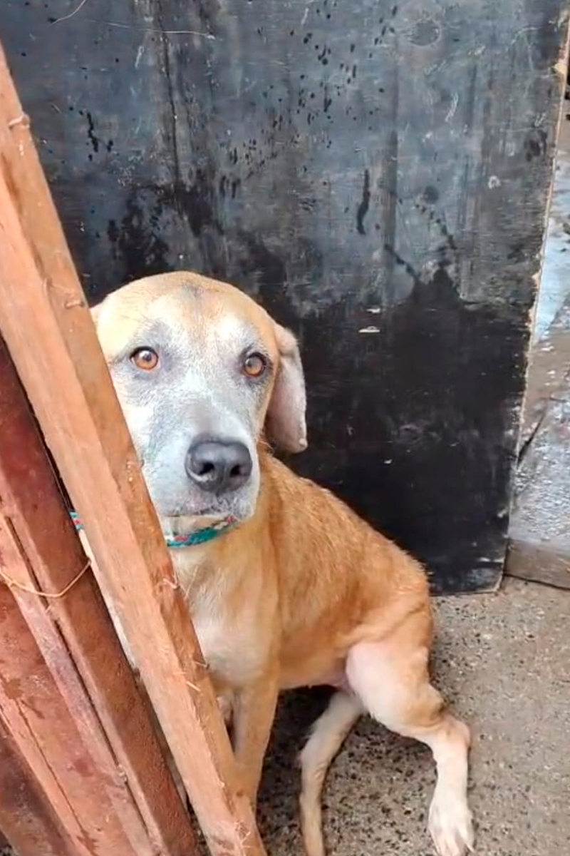 cachorro-tadinho