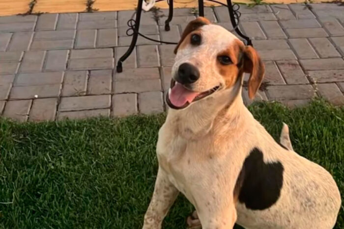 cão abacate