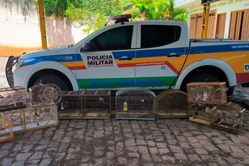 PM de Meio Ambiente multa em R$ 28 mil cativeiro irregular de pássaros em Carangola 2 Homem é multado em R$ 28 mil por cativeiro irregular de pássaros em Carangola