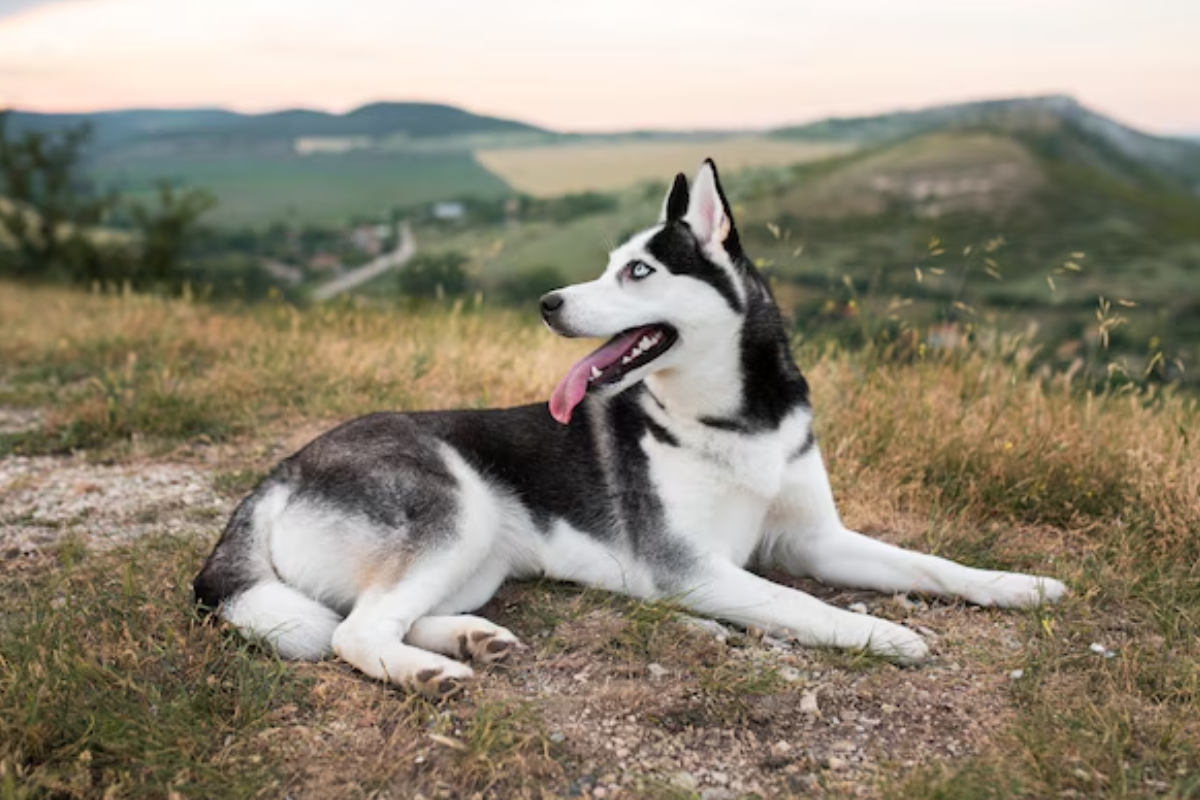 husky siberiano -freepik