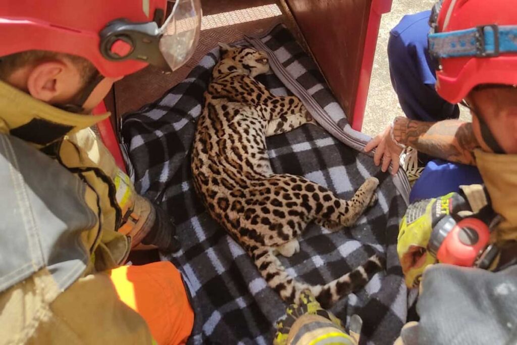 Jaguatirica é encontrada debaixo de escada de residência e resgatada por bombeiros na região