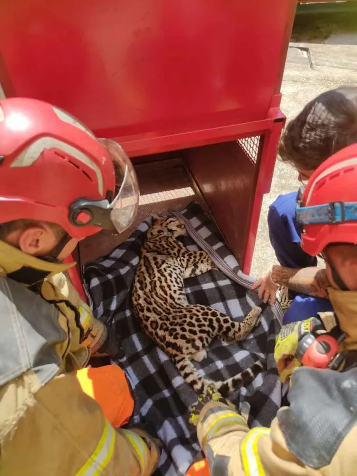 Jaguatirica é encontrada debaixo de escada de residência e resgatada por bombeiros na região