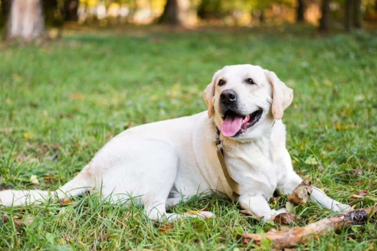labrador retrivier -freepik