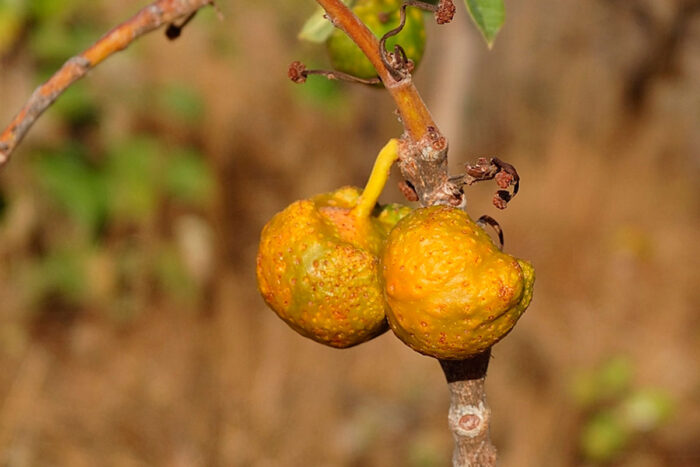 Mama-cadela: conheça fruta do Cerrado que pode surpreender por alto teor de vitamina A 1 mama cadela pixabay