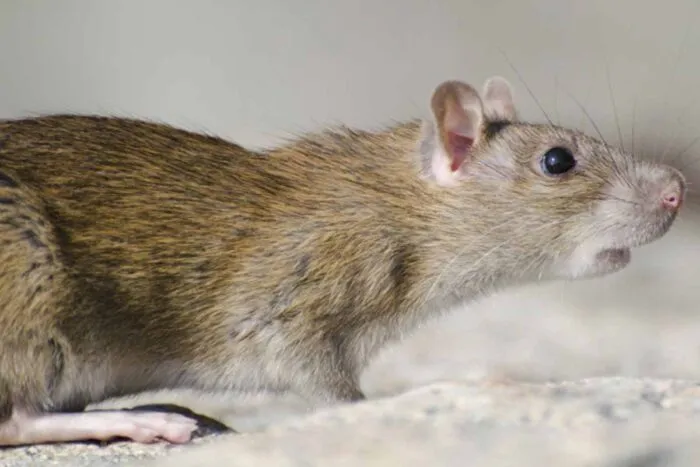 Ocitocina sintética pode prevenir ansiedade por estresse social em ratos, indica estudo 2 Ocitocina sintética pode prevenir ansiedade por estresse social em ratos, indica estudo