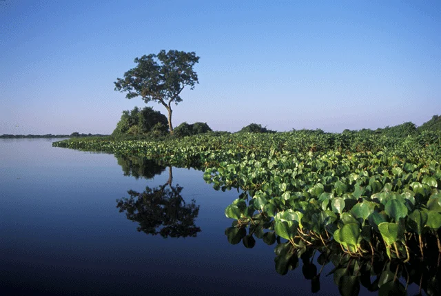 parg 037 npa106 parque nacional do pantanal matogrossense zig koch