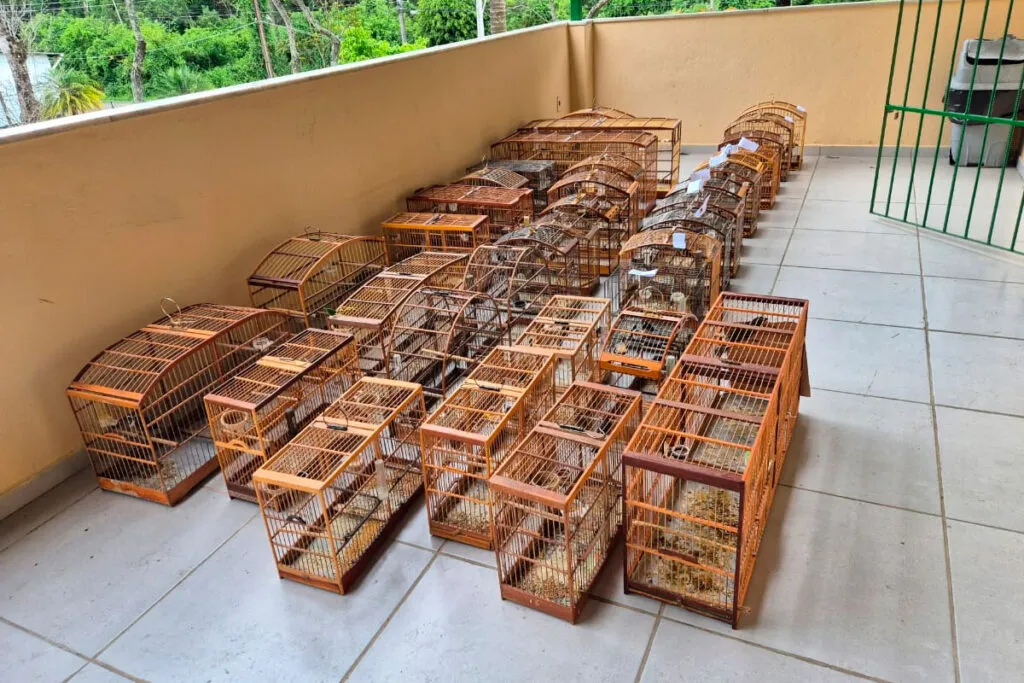 pássaros silvestres em cativeiro