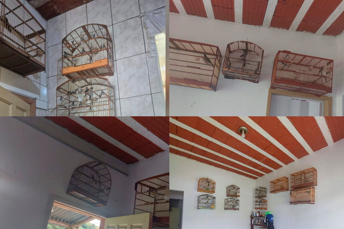 passaros-silvestres-zona-norte-pmmg.jpg2 passaros-silvestres-zona-norte-pmmg.jpg2