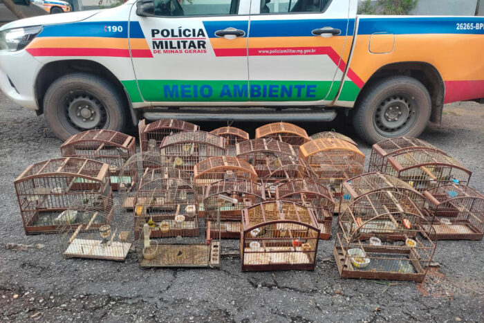 Homem é multado em mais de R$ 50 mil por manter 28 pássaros em cativeiro na região 1 Polícia de Meio Ambiente apreende 28 pássaros da fauna silvestre em Senhora dos Remédios