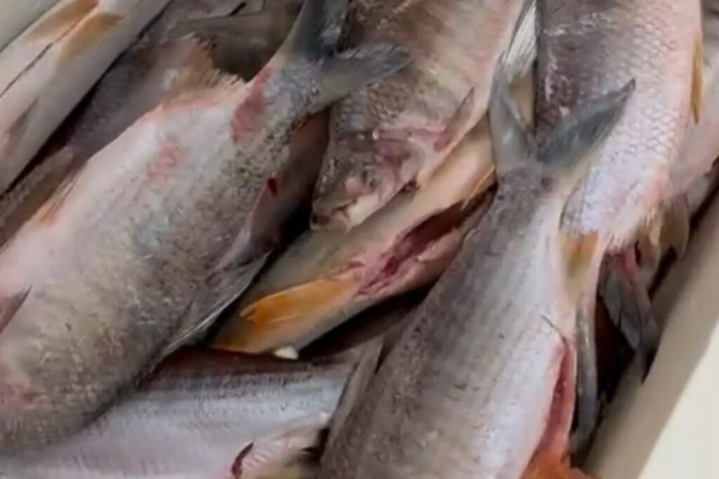318 quilos de pescados na piracema e 15 pássaros silvestres são apreendidos