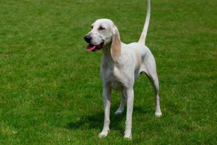 Raça billy: conheça o cão francês criado para grandes caçadas 1 raca billy 2 reproducao dreamstime 1