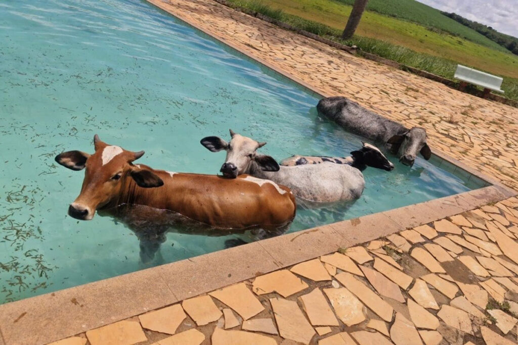 Em dia de calor, bombeiros resgatam 4 vacas de piscina em clube de Alfenas
