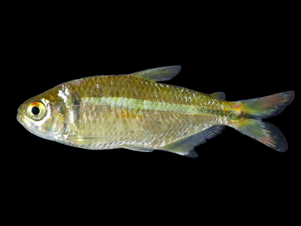 Descoberta na região: Pesquisadores da Zona da Mata identificam nova espécie de lambari no Rio Doce 1 1765225283