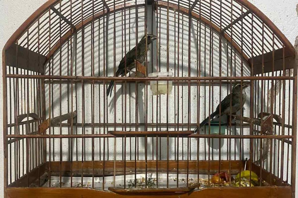 Foragido é preso por tráfico após denúncia, e PM encontra aves silvestres em cativeiro irregular