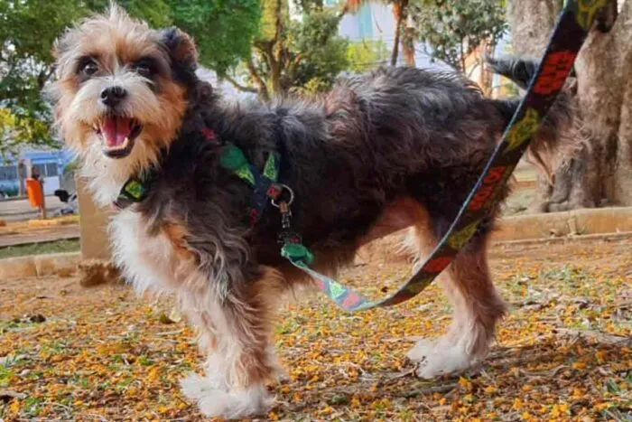 CADELA BOM PASTOR ARQUIVO PESSOAL