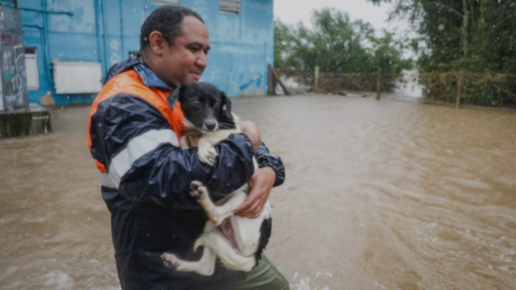 proteger pets em tempestades