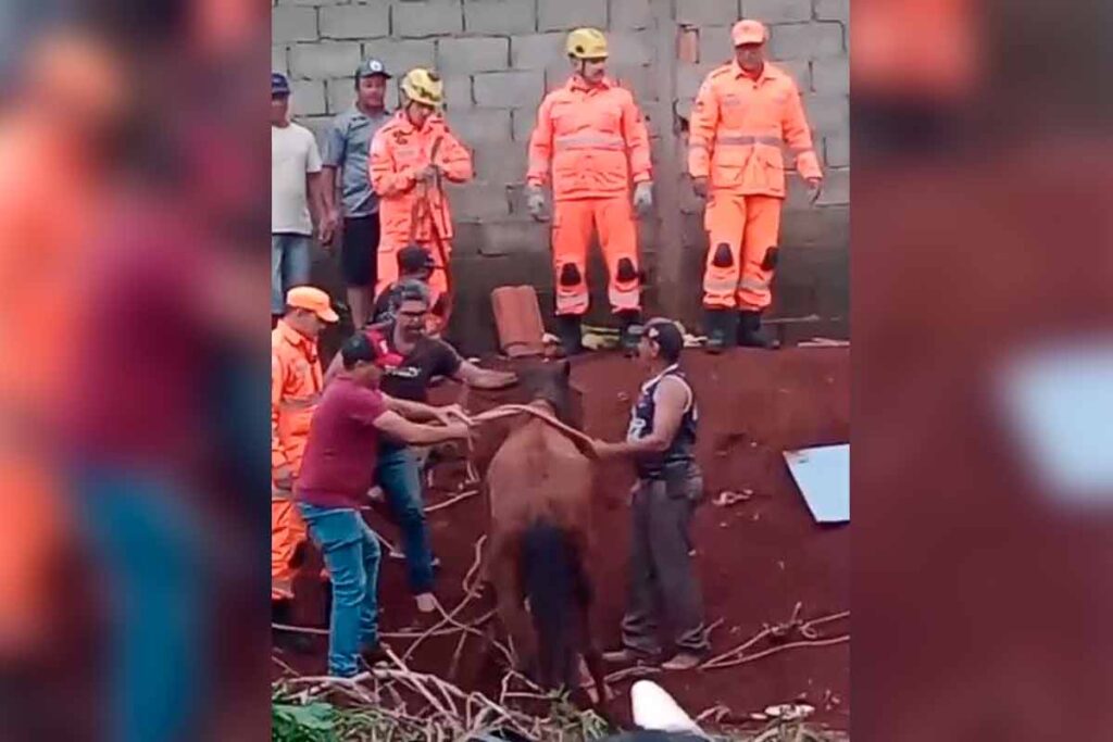 Cavalo resgatado no Sul de Minas Divulgacao Corpo de Bombeiros