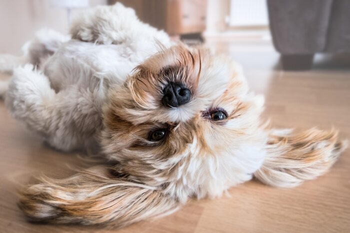 Cachorro andando em círculos: veja as causas e quando se preocupar 2 ESPECIAL PET 2 PIXABAY