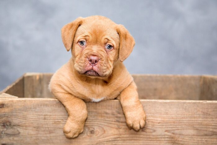 Cachorro andando em círculos: veja as causas e quando se preocupar 3 ESPECIAL PET 3 PIXABAY