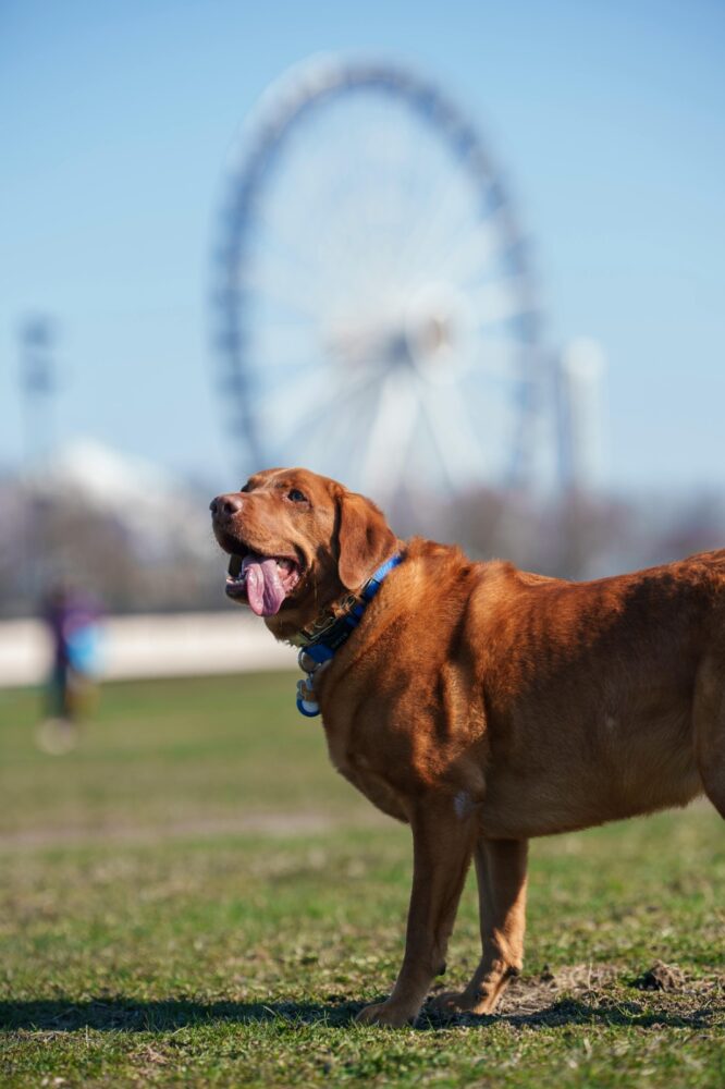 Cachorro andando em círculos: veja as causas e quando se preocupar 4 ESPECIAL PET 4 PEXELS