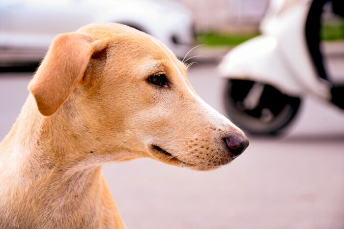 Cachorro andando em círculos: veja as causas e quando se preocupar 5 ESPECIAL PET 5 PEXELS