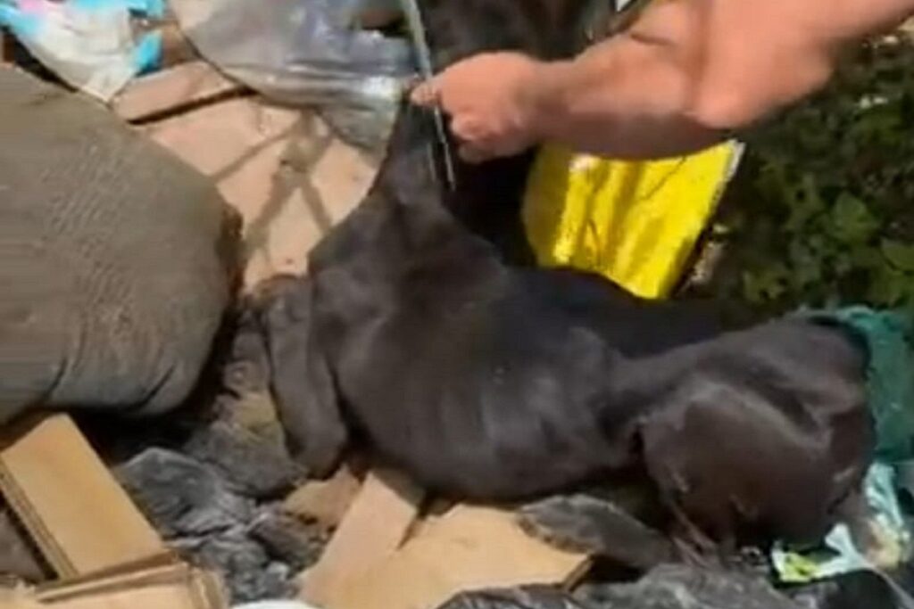 Homem é multado em R$ 2,8 mil e preso após tentar matar cachorro a pauladas em Juiz de Fora 2 Maus tratos PMMAmb Divulgacao