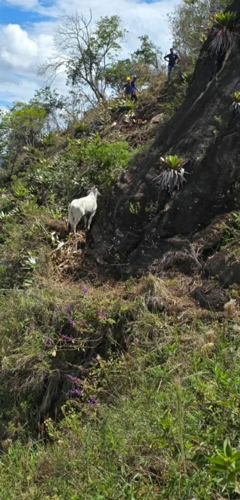 Resgate de novilha Corpo de Bombeiros