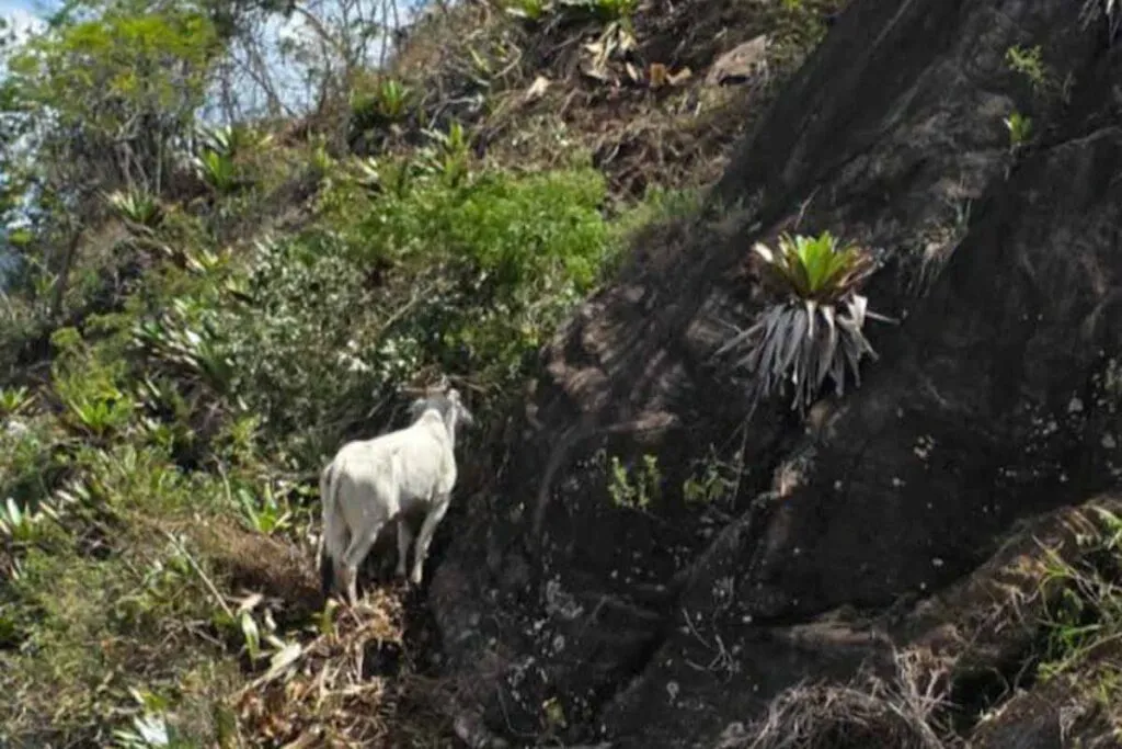Bombeiros improvisam ponte e resgatam novilha presa em pedreira há mais de 15 dias