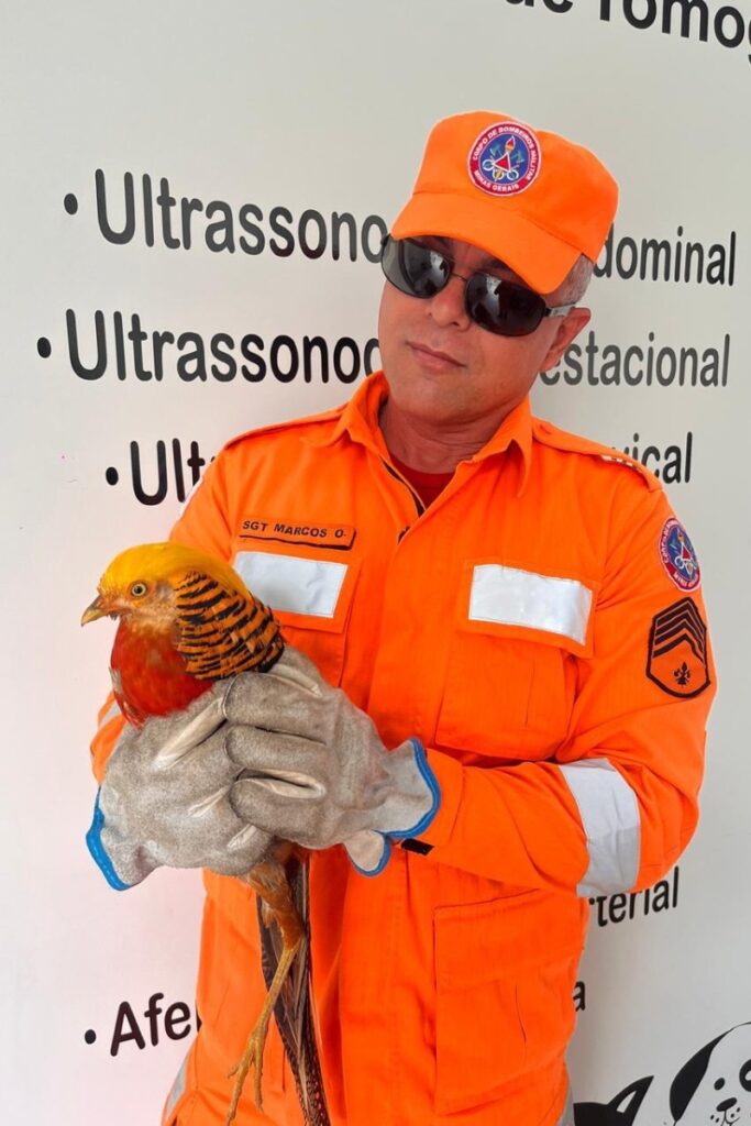 ave-resgatada-corpo-de-bombeiros - 1