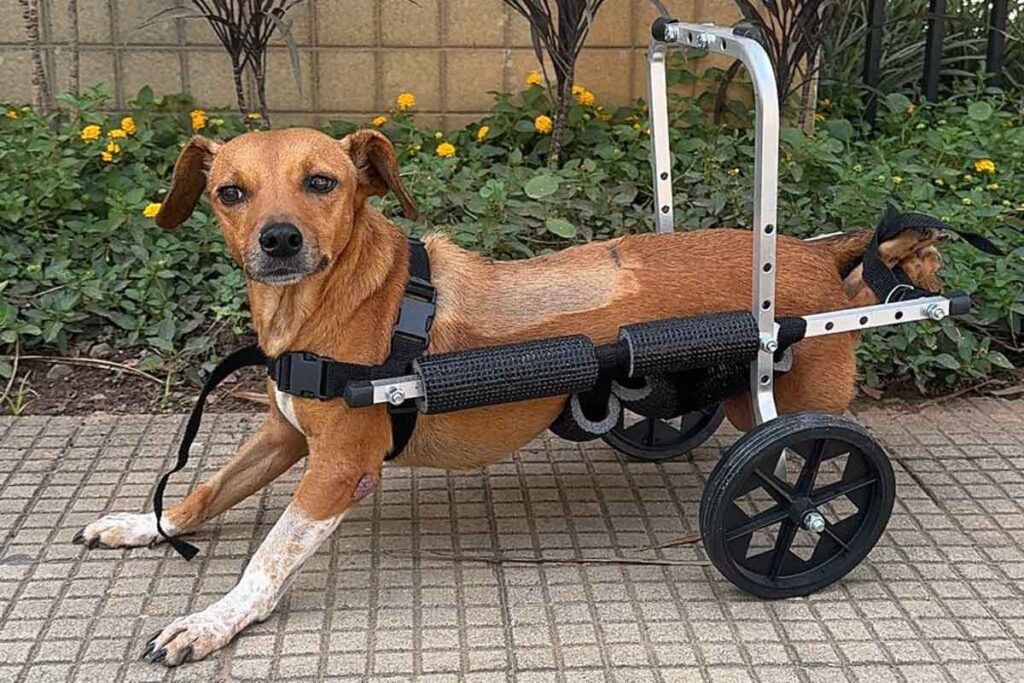 'Valente': cadela paraplégica é resgatada pela Polícia Civil durante enchentes em Ubá 2 'Valente': cadela paraplégica é resgatada pela Polícia Civil durante enchentes em Ubá