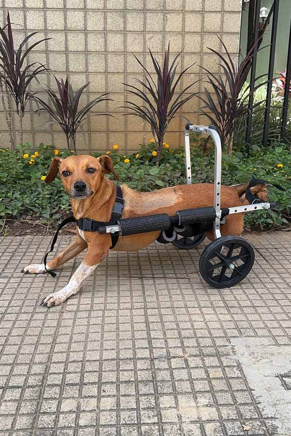 'Valente': cadela paraplégica é resgatada pela Polícia Civil durante enchentes em Ubá