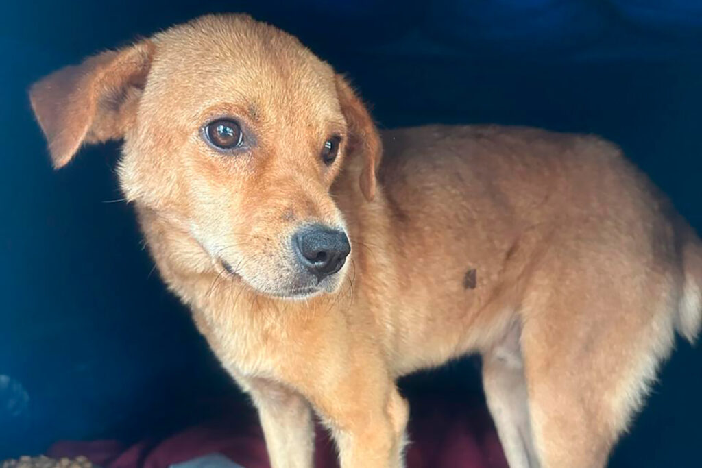 Cão comunitário morre envenenado em Senador Firmino 2 Cão comunitário morre envenenado em Senador Firmino