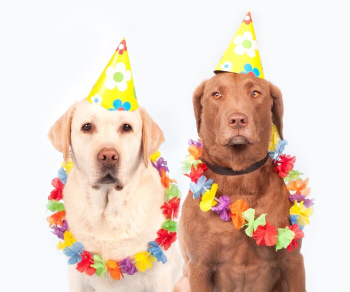 7 ideias de fantasia de carnaval para o seu pet 2 especial pet 1 pixabay