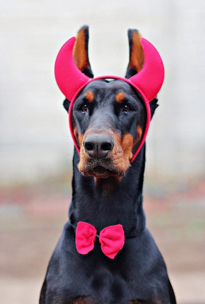 7 ideias de fantasia de carnaval para o seu pet 3 especial pet 2 pixabay 1