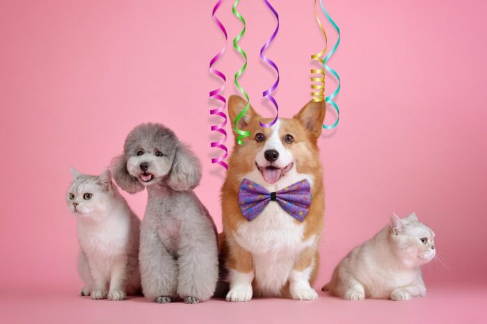 7 ideias de fantasia de carnaval para o seu pet 4 especial pet 3 pixabay 1
