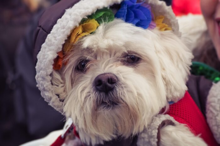 7 ideias de fantasia de carnaval para o seu pet 5 especial pet 4 pixabay