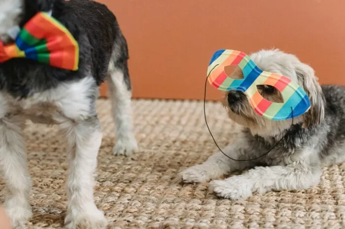 7 ideias de fantasia de carnaval para o seu pet 6 especial pet 5 pexels 1