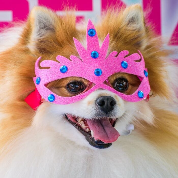 7 ideias de fantasia de carnaval para o seu pet 1 especial pet pexels
