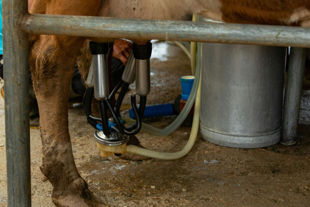 Furto de ordenhadeira avaliada em R$ 9 mil é registrado em propriedade na zona rural 1 ordenhadeira pexels
