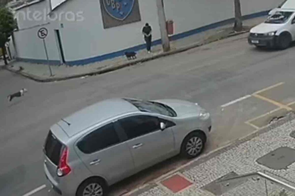 Pitbull ataca cachorra no Bom Pastor e mulher tem ferimentos leves ao tentar proteger animal