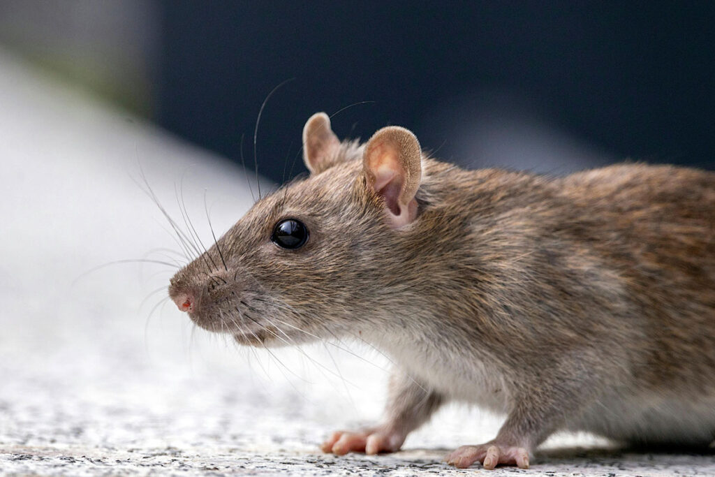 TJMG confirma indenização e pensão à família de servidor morto por hantavirose em serviço 1 rato hantavirose foto pexels